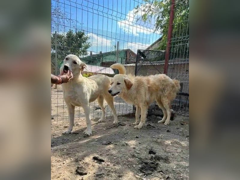 ⭐️CEDRIC⭐️, Goldschatz, Rüde, 3,5 Jahre, 50 cm, Mischling, Tierschutz Rumänien