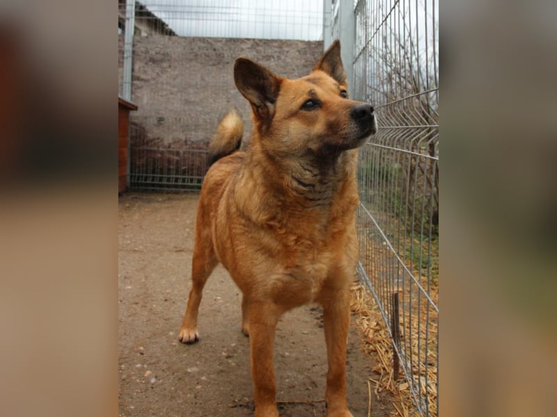 ⭐️FARINA⭐️, Hündin, 4,5 Jahre, 47 cm, Mischling, Tierschutz