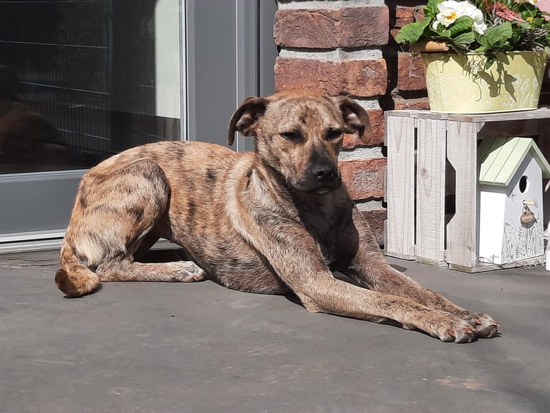 LIV, bedingungslose Liebe, 1 Jahr, 40 cm, Mischlingsmädchen, Tierschutz Rumänien, Pflegestelle 46359