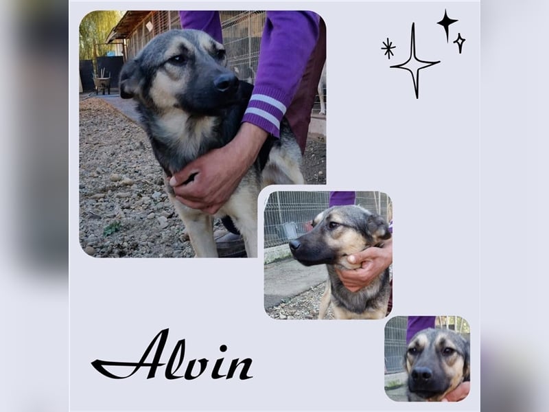 Alvin stellt sich vor