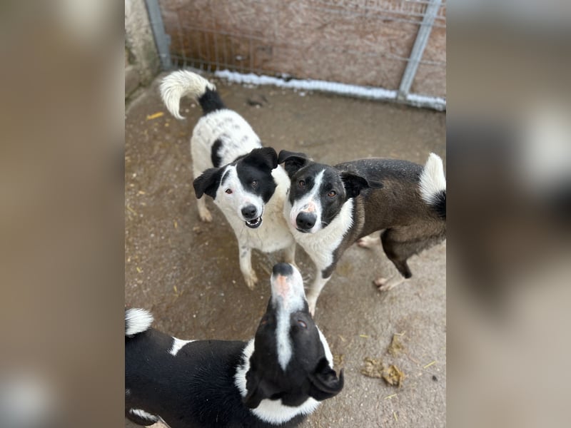 ⭐️SNOOPY⭐️, Spaßvogel und Spielkamerad, Rüde, 1 Jahr, 46cm, Mischling, Tierschutz
