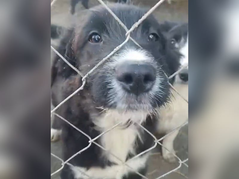 ⭐️GIAN⭐️, Rüde, 7 Monate, 36 cm (wachsend), Mischling, Tierschutz