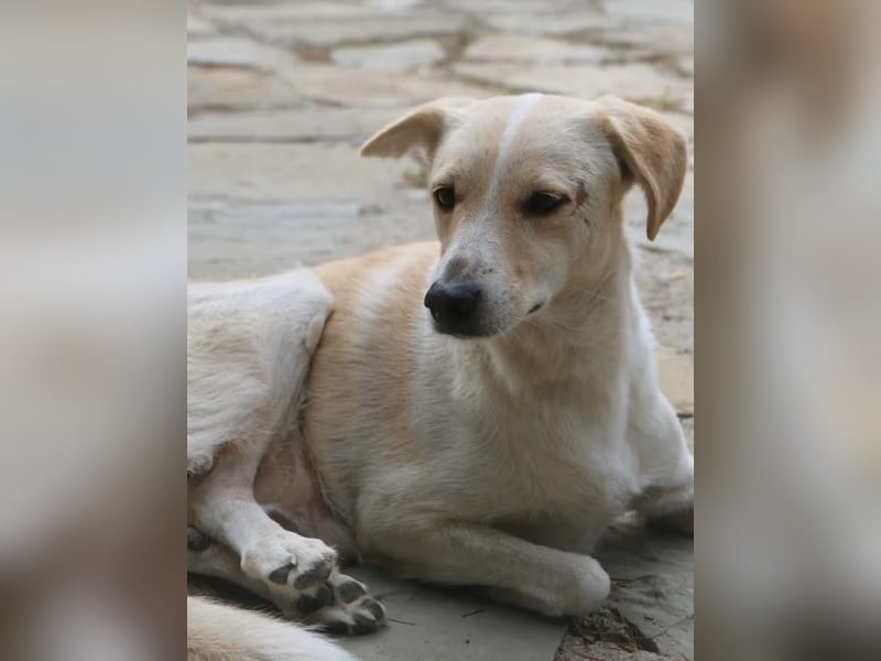 *Notfell* CAPPI, Rüde, 8 Jahre, 47 cm, Mischling, Tierschutz