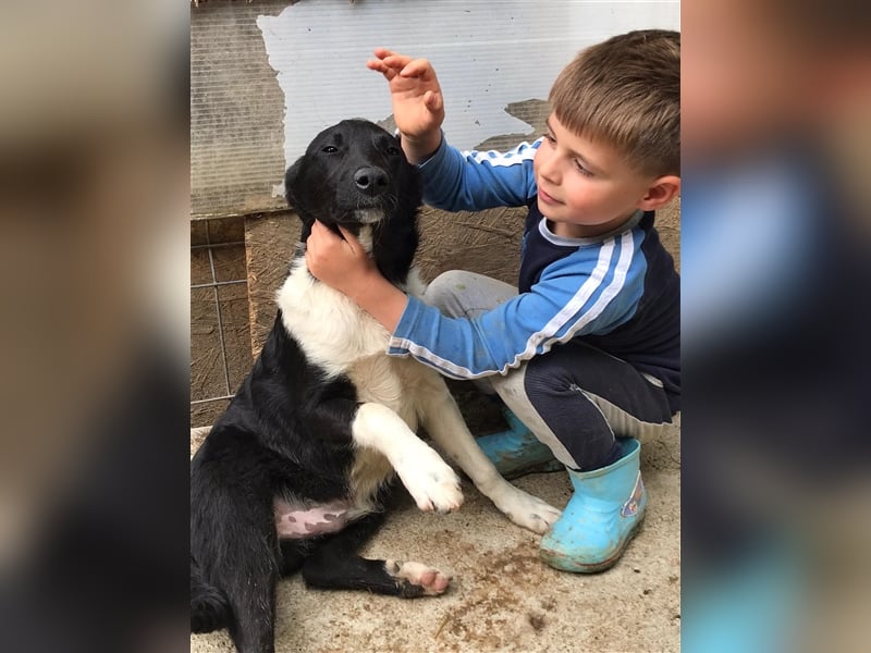 ARCHIE wartet auf sein zuhause