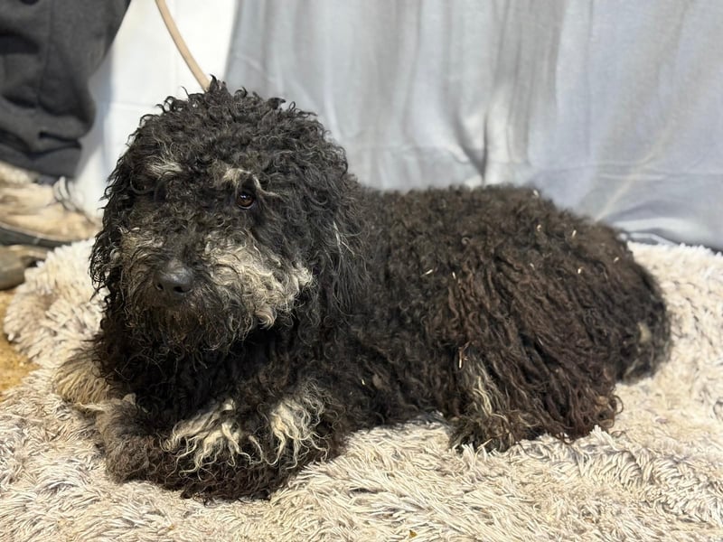 Samu sucht ein liebevolles Zuhause