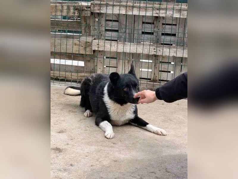 ⭐️COBI⭐️, Rüde, 7,5 Jahre, 50 cm, Mischling, Tierschutz
