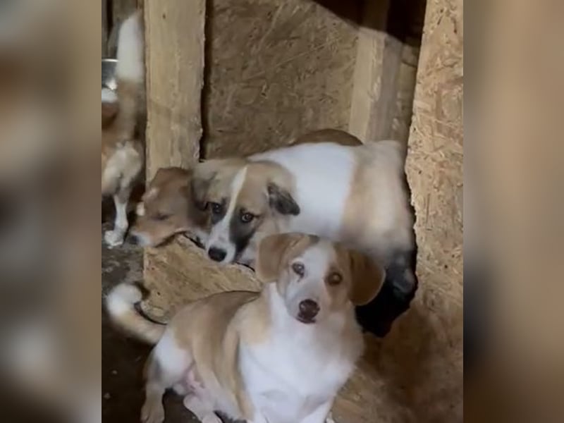 ⭐️FRIDOLIN⭐️, Rüde, 1,5 Jahre, 37 cm, Mischling, Tierschutz