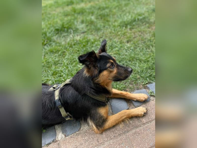 BRYNJA, sensible Angsthündin, 4 Jahre, 42 cm, Mischling, 48301 Nottuln, Tierschutz