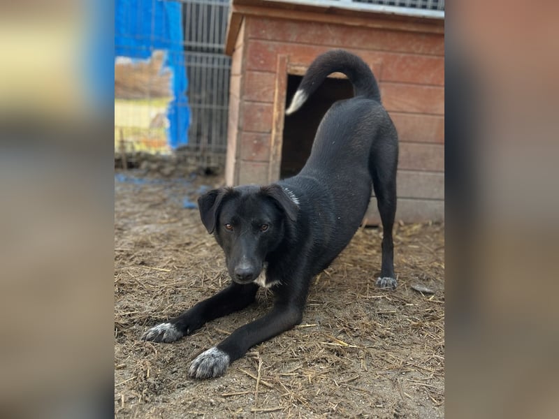 ⭐️SMOKY⭐️, sportlicher Rüde, 1 Jahr, 46 cm, Mischling, Tierschutz