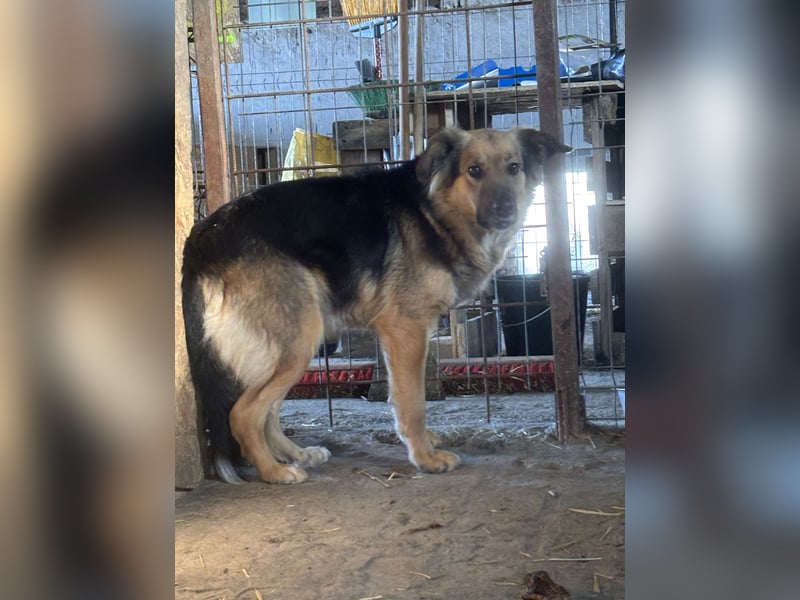 Notfell ⭐️DIANA⭐️, sensible Hündin, 4 Jahre, 46 cm, Mischling, Tierschutz Rumänien