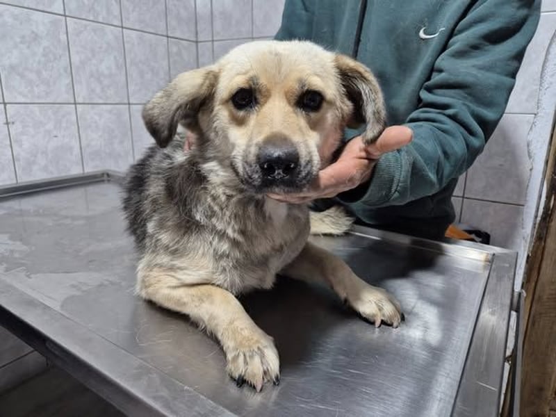 Hier kommt unsere süße Hündin 107409