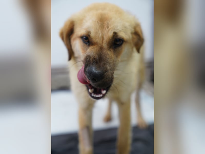 ANITA, superliebe Heldin auf vier Pfoten, 1 Jahr, 49 cm, Mischling, Tierschutz Rumänien