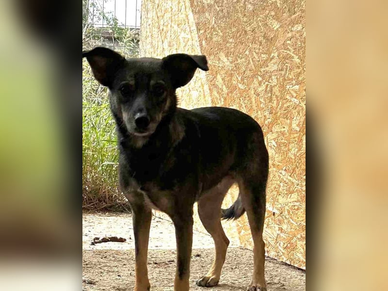 ⭐️FIONA⭐️, Hündin, 4 Jahre, 44 cm, Mischling, Tierschutz