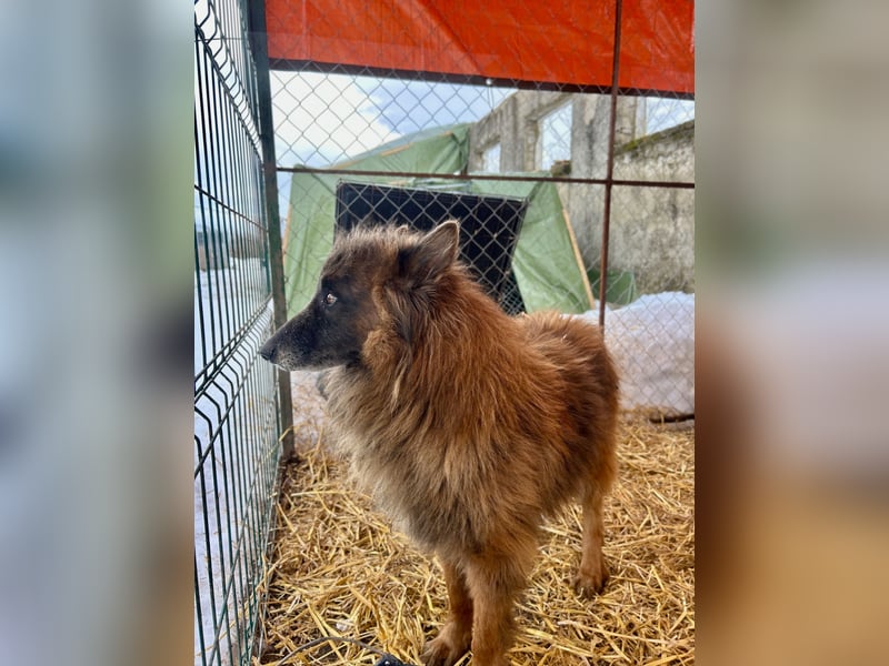 ⭐️Bruno⭐️, Tervueren-Mix, Rüde, ca. 3 Jahre, 42 cm, Mischling, Tierschutz