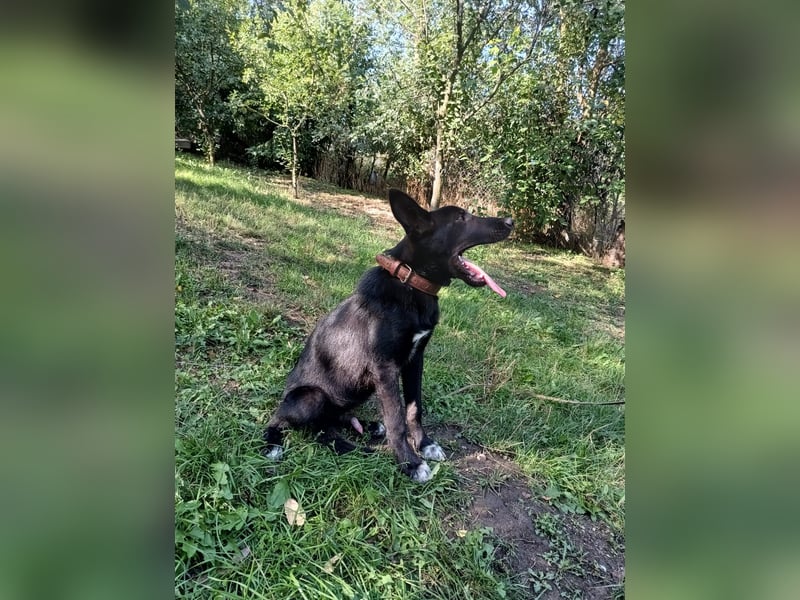 Blacky Tietschutzhund sucht ein Zuhause