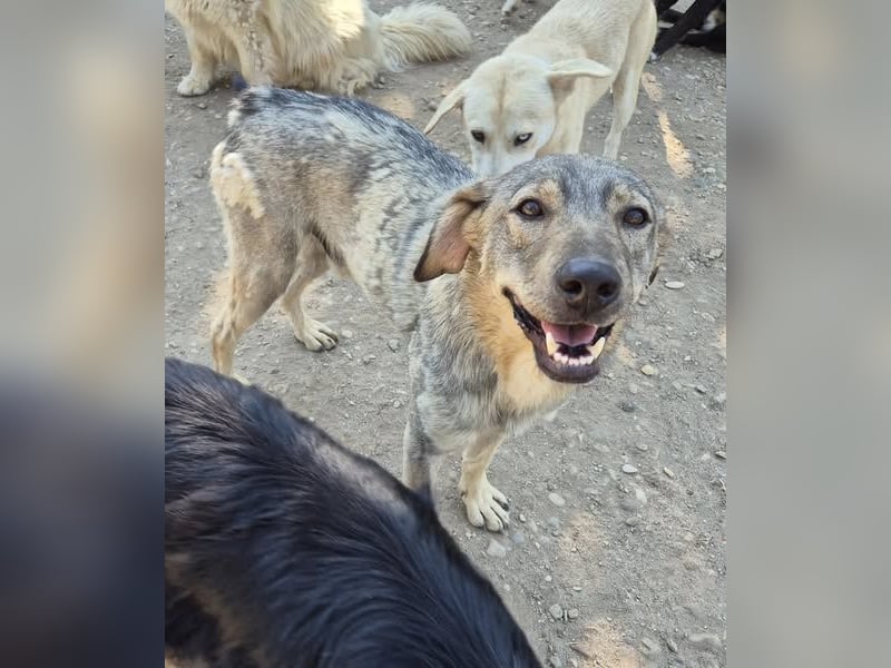 Traumrüde 080944 sucht sein eigenes Zuhause