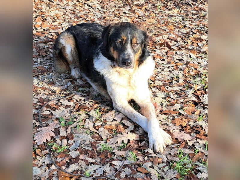 Rüde Bandit lebt in Rumänien bei einer Pflegefamilie