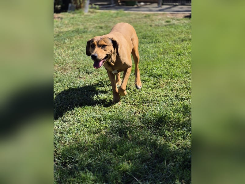 Fata Tierschutzhund sucht ein Zuhause