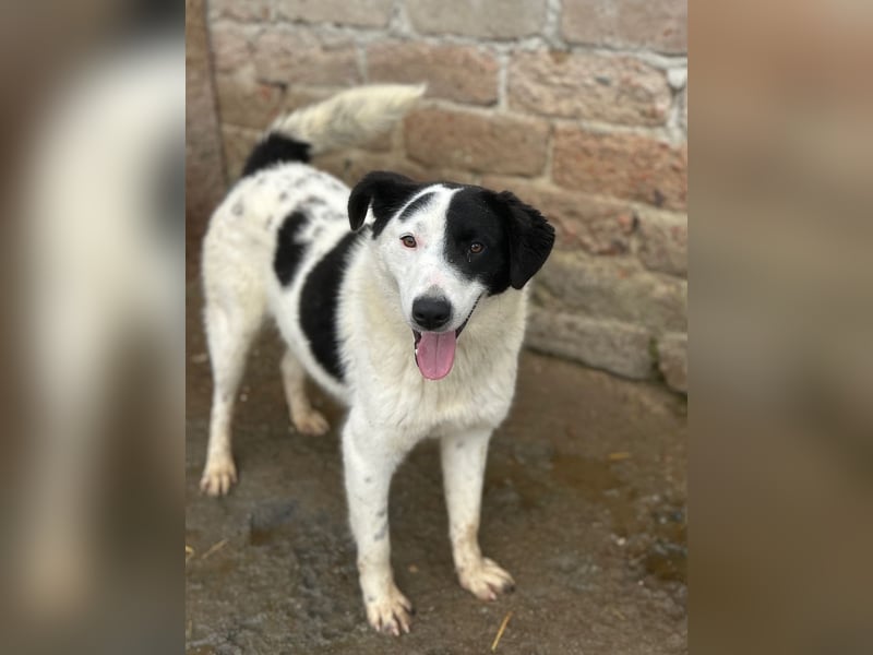 ⭐️SNOOPY⭐️, Spaßvogel und Spielkamerad, Rüde, 1 Jahr, 46cm, Mischling, Tierschutz