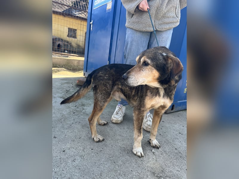 Akela möchte noch einmal Glück und Geborgenheit erleben