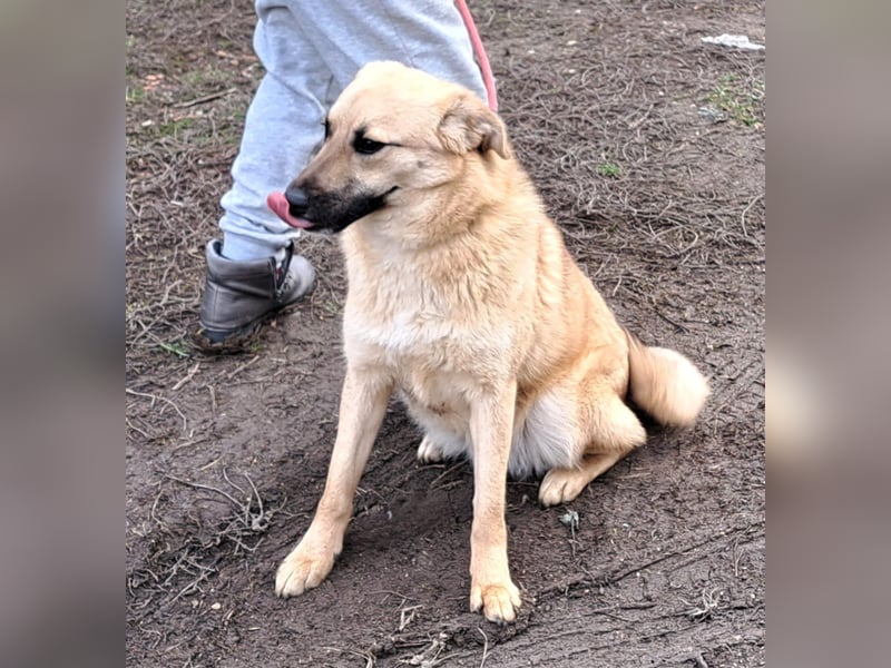 Hündin Brioch möchte Rumänien schnell verlassen