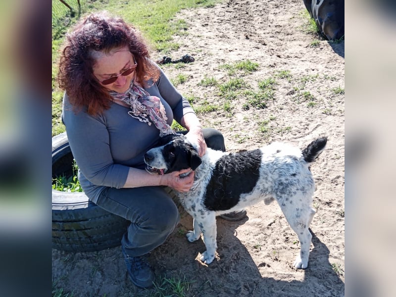 Rabies, ein Traumhund