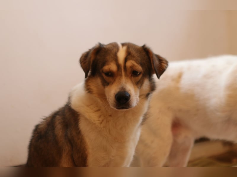 ⭐️TIMENTES⭐️, ganz charmante Hündin, 6 Jahre, 48 cm, Mischling, Tierschutz