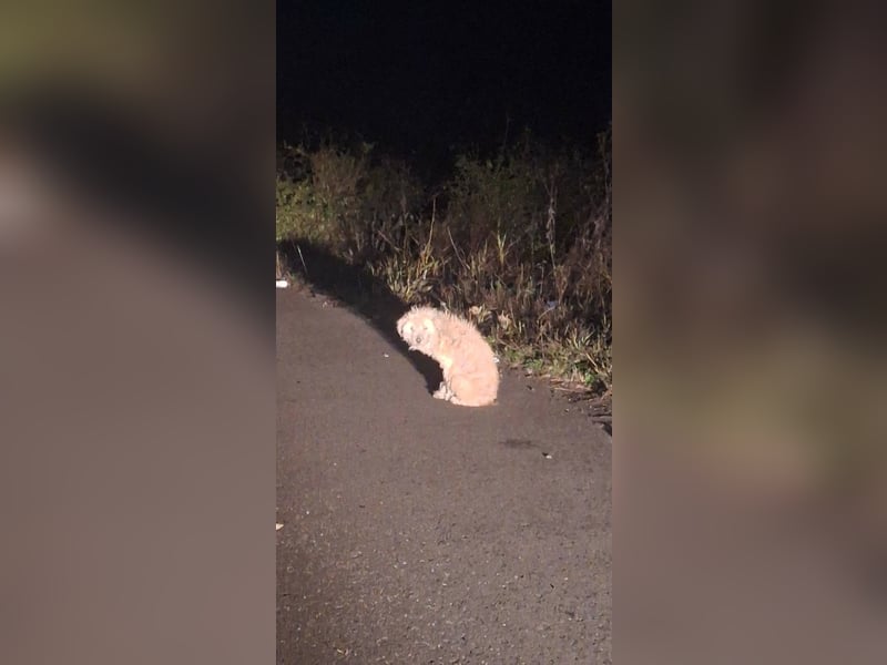 "Distelhündin" sucht ihr neues Zuhause