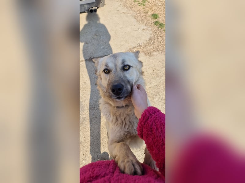 Kinderfreundlicher Welpe Paco möchte Rumänien schnell verlassen