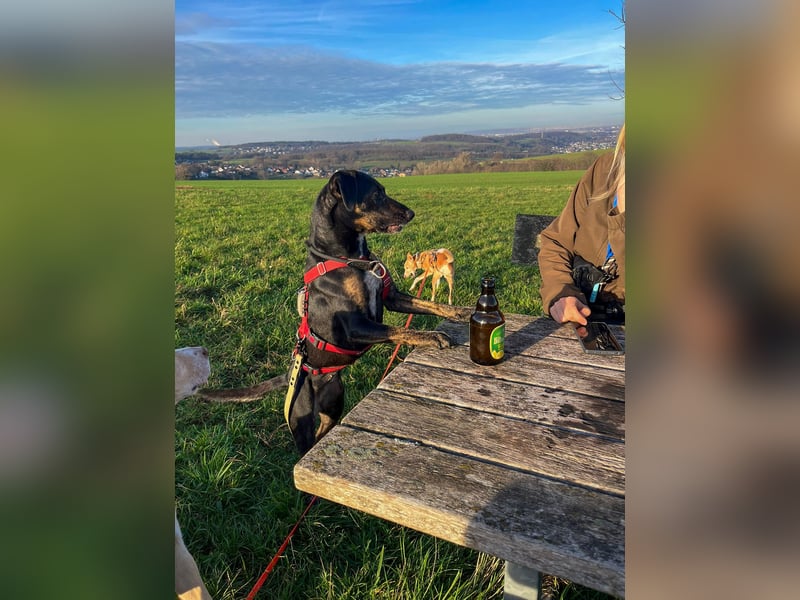 Aktive Pflegehündin Pina wartet in 52385 Nideggen auf ihr Happy End!