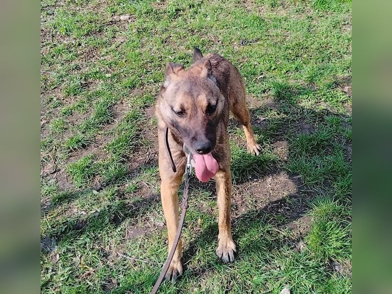 Mina Tierschutzhund sucht ein Zuhause