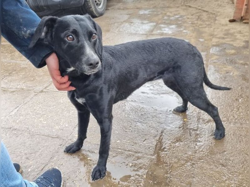 Steffi - eine tolle Hündin sucht warmes Zuhause!