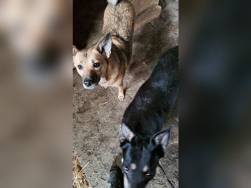 ⭐️FARINA⭐️, Hündin, 4 Jahre, 47 cm, Mischling, Tierschutz