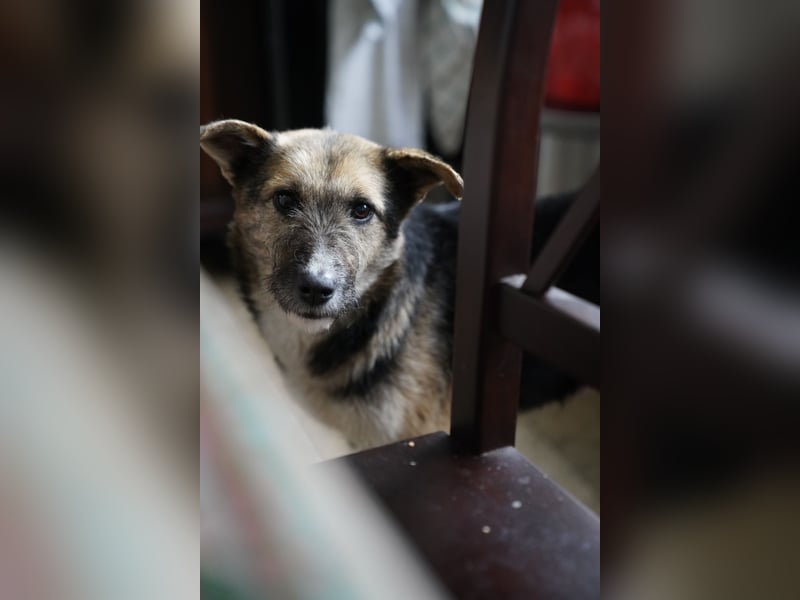 ⭐️OLIVIA⭐️, entspannte Hündin, 2 Jahre, 50 cm, Mischling, Tierschutz Rumänien