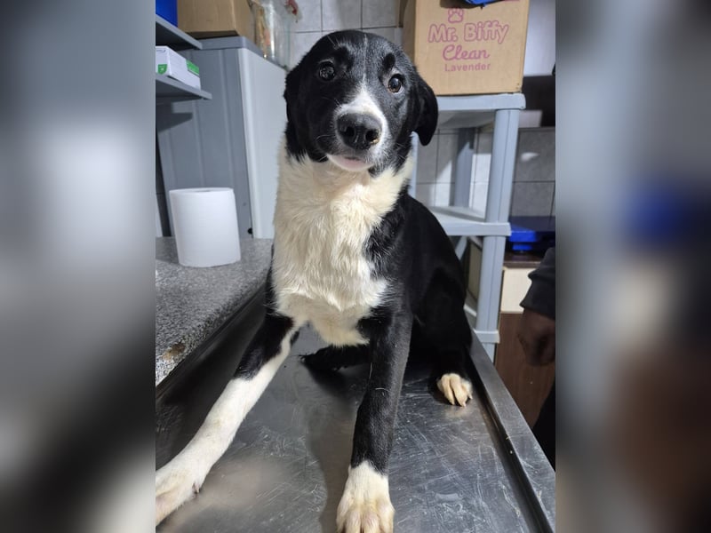 Junger Rüde 890513 sucht seine eigene Familie