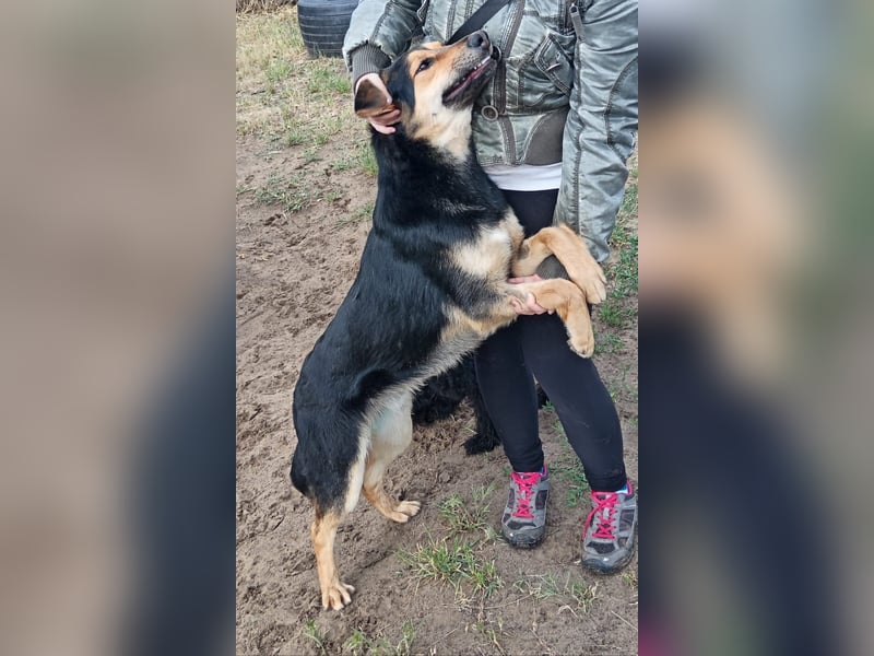 Kerubin, toller Hundemann