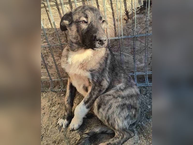 ⭐️HUPS⭐️, liebevoller Hundejunge, 8 Monate, 40 cm, Mischling, Tierschutz