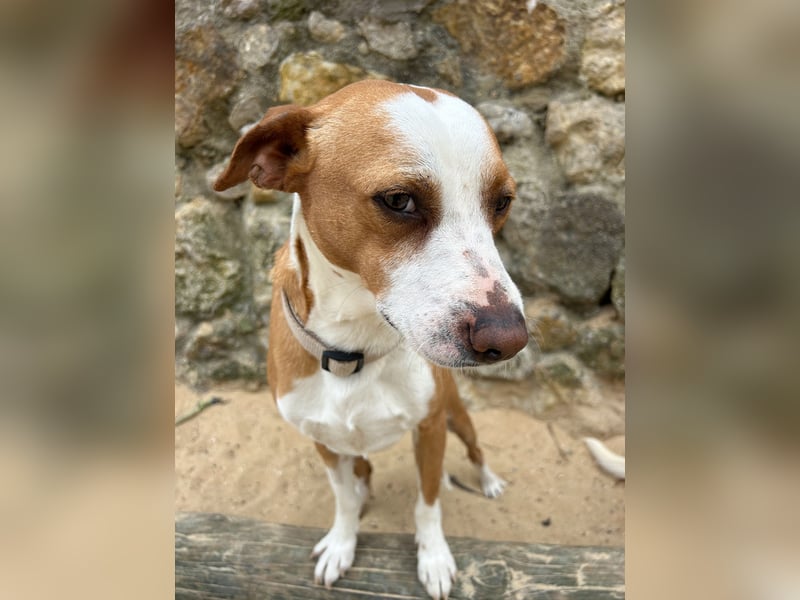 Aufgeschlossener Otis wartet in Portugal auf unserem Tierschutzhof!