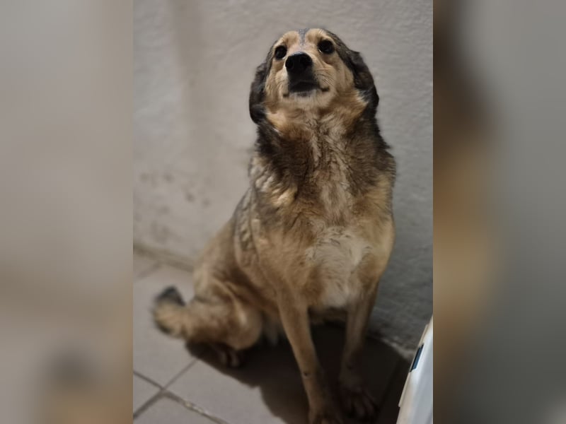 Hündin 028413 stellt sich vor