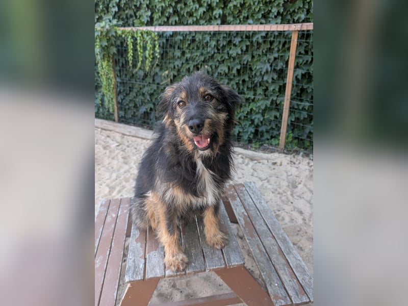 Menschenbezogener Benno wartet in Portugal auf seine Menschen!