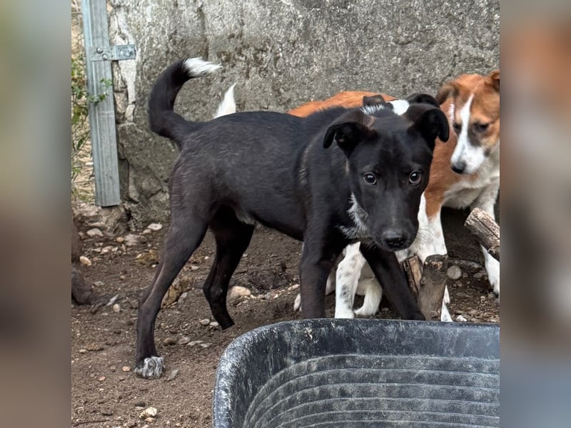 ⭐️SMOKY⭐️, sportlicher Rüde, 1 Jahr, 46 cm, Mischling, Tierschutz