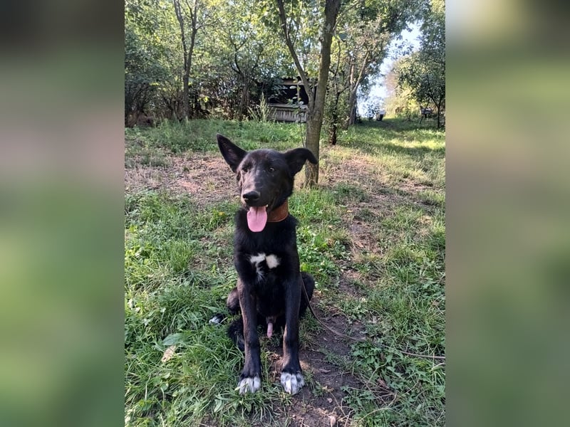 Blacky Tietschutzhund sucht ein Zuhause