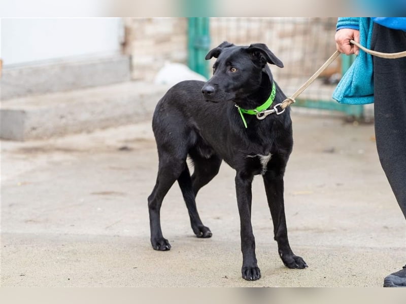 Black is beautiful- Brian Traumrüde möchte Bulgarien ganz schnell verlassen