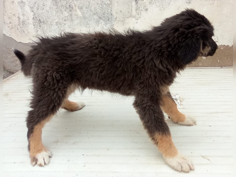 STELUTA, süßes Leckermäulchen, 3 Monate, 27 cm, Mischlingsmädchen, Tierschutz Rumänien