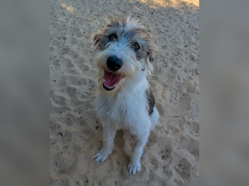 Liebenswerte Elva wartet in Portugal auf unserem Tierschutzhof!