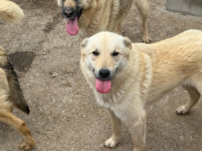 Hündin 028407 sucht ihr Zuhause