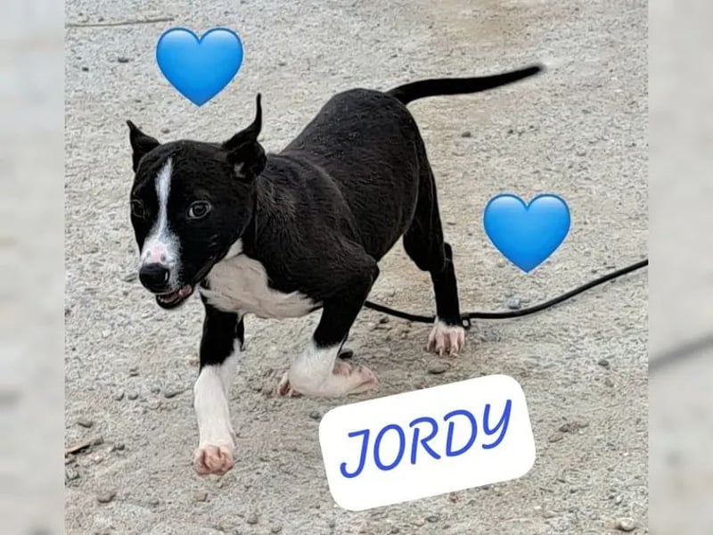 Jordi sucht ein Zuhause
