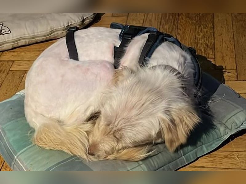 LUMA, entdeckt die Welt, 1 Jahr, 40 cm, Mischling, Pflegestelle 40223, Tierschutz Rumänien