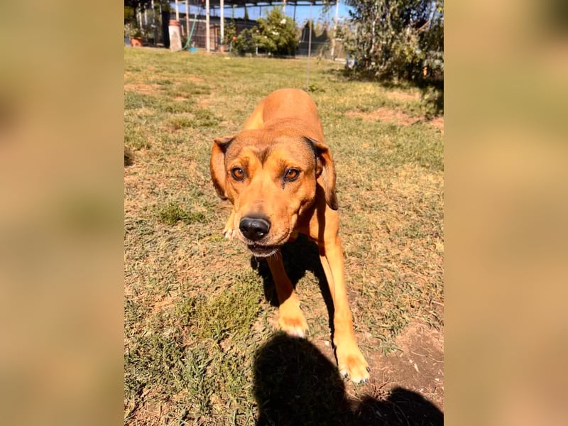 Fata Tierschutzhund sucht ein Zuhause