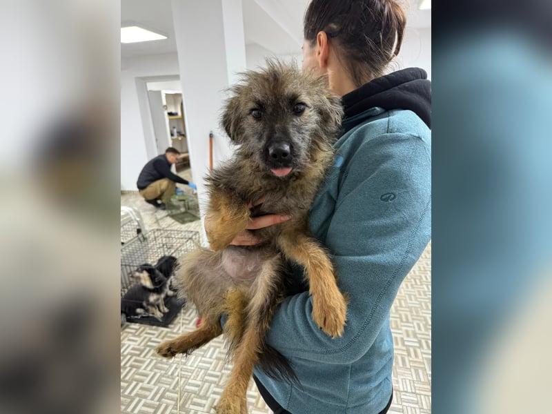 ⭐️Hearty⭐️, Herzensbrecherin, Hündin, 11 Monate, 38 cm, Mischling, Tierschutz